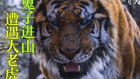 电影虎虎虎国语片,热血沸腾的丛林传奇，勇者无畏的冒险征程