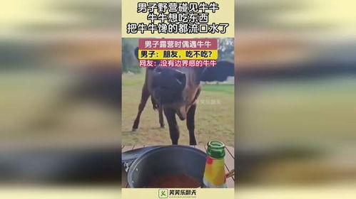 牛牛碰视频,趣味互动，畅享欢乐时光