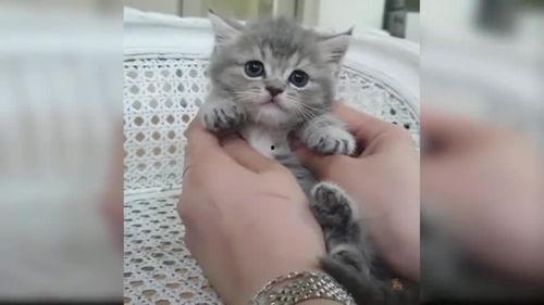 小猫的视频大全,小猫视频大全精选集锦