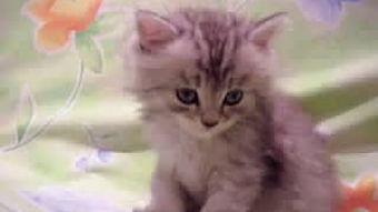 小猫的视频大全,小猫视频大全精选集锦