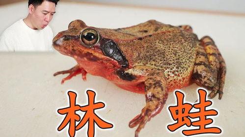 东北林蛙图片,东北森林中的“绿色精灵”