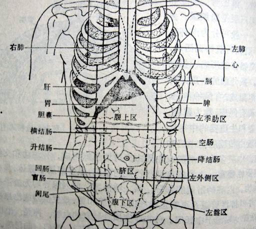 下腹部位置图片,下腹部解剖结构图解概述