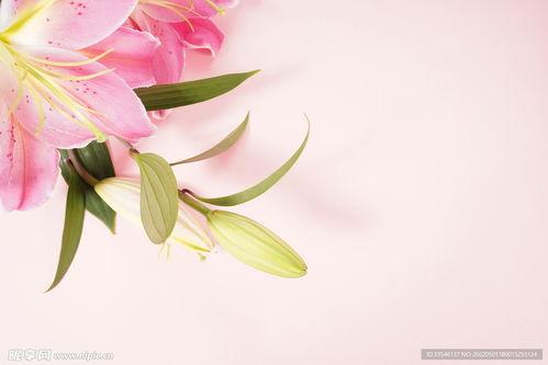 粉红花的图片大全,探寻大自然的色彩盛宴