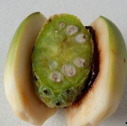 槟榔果图片,热带风情中的独特风味