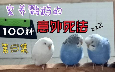 养鸟视频,跟随养鸟视频探索鸟类生活奥秘