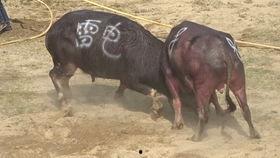 打牌斗牛图片大全,图解斗牛牌局精彩瞬间
