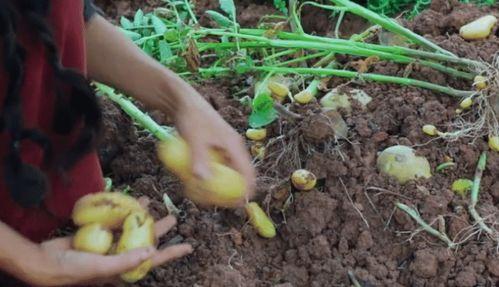 土豆怎么种植视频,视频教程详解