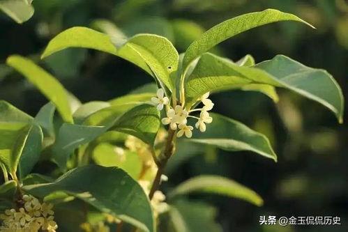 月桂图片,探寻古老象征的神秘魅力