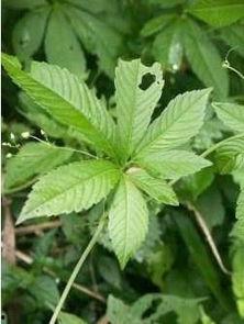 蛇莲图片,大自然的神奇植物画卷