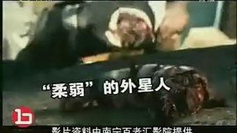 第九区国语在线观看,异域入侵者的避难所，在线观看全解析