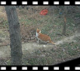 小猫吃饭视频,小猫吃饭瞬间捕捉