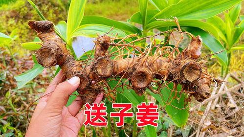 姜的图片,探寻姜的独特魅力与养生之道