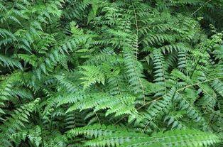 凤尾草的图片,自然界的绿色精灵