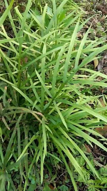 凤尾草的图片,自然界的绿色精灵