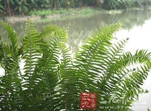 凤尾草的图片,自然界的绿色精灵