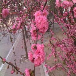 梅花的图片大全,绽放冬日风情