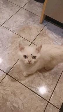 小猫短视频,小猫短视频里的欢乐时光