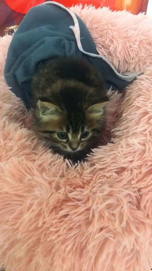 小猫短视频,小猫短视频里的欢乐时光