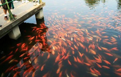 花港观鱼图片,春意盎然的湖光山色画卷