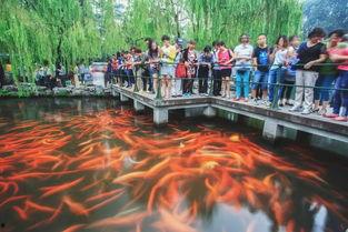 花港观鱼图片,春意盎然的湖光山色画卷