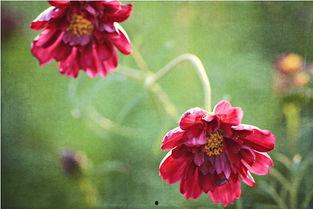 花草植物图片大全,花草植物图片大全赏析