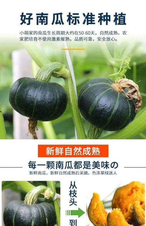 今日头条小瓜宝,今日头条新晋萌宠，带你领略趣味生活