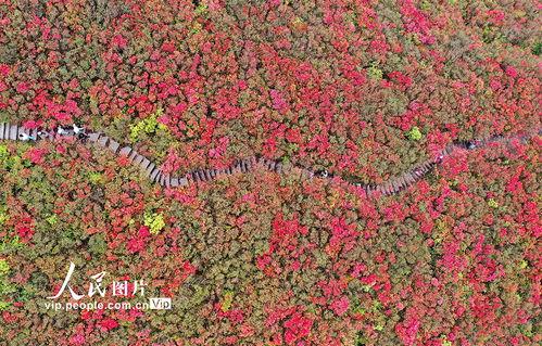 贵州杜鹃花海图片大全