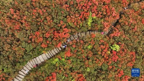 贵州杜鹃花海图片大全