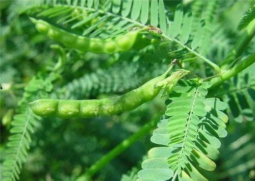 水皂角图片,天然洗涤宝，绿色生活新选择
