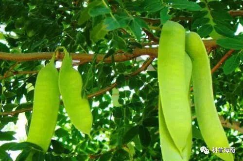 水皂角图片,天然洗涤宝，绿色生活新选择