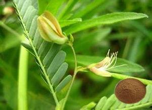 水皂角图片,天然洗涤宝，绿色生活新选择